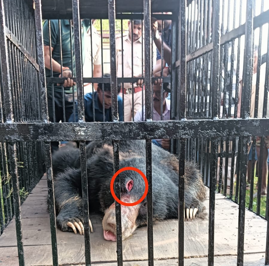 चरवाहे के टंगिया से सिर पर गम्भीर चोट के कारण भालू की मौत…,भालू से संघर्ष करते चरवाहे ने भी गंवाया था जान, लेकिन मरने के बावजूद हाथ से नहीं छूटा था टंगिया, भालू के शरीर पर थे टंगिया से जख्म के 4 निशान…,3 दिन में 3 लोगों को मौत के घाट उतारा था भालू ने…